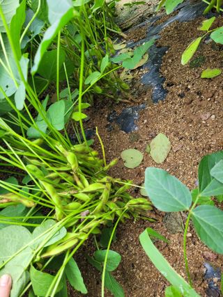 5년차 초보 농부님의 가을 농사계획 알려주세요🍁 · 참여글 작성글 사진