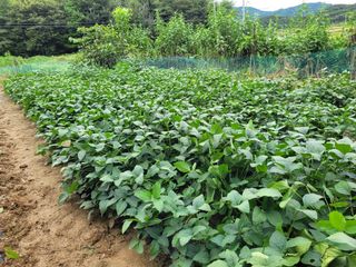 5년차 초보 농부님의 가을 농사계획 알려주세요🍁 · 참여글 작성글 사진