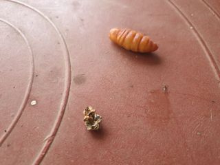 홍박농원님의 자유주제 · 자유게시판 작성글 사진