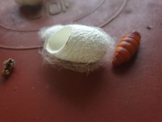 홍박농원님의 자유주제 · 자유게시판 작성글 사진