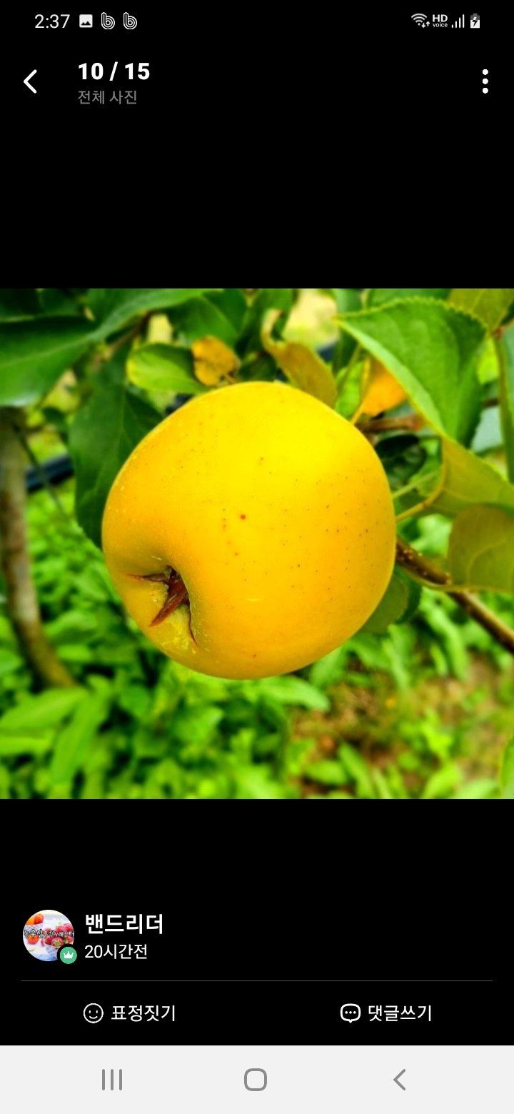 장터 상품 [시나노골드  가정용  햇   골드사과  3키로ㅡ5키로] 썸네일