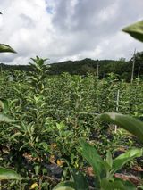 팜모닝 자유주제·자유게시판 게시글 이미지