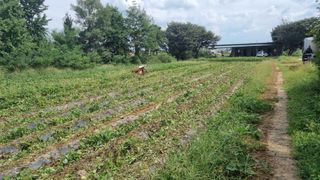 정운필님의 고구마 · 영농일지 작성글 사진