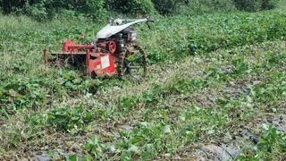 정운필님의 고구마 · 영농일지 작성글 사진