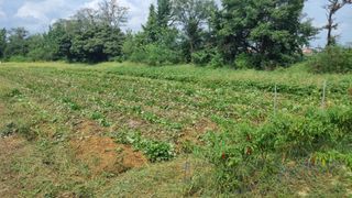 정운필님의 고구마 · 영농일지 작성글 사진