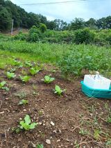 팜모닝 배추·제초 게시글 이미지