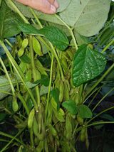 팜모닝 콩·자유게시판 게시글 이미지