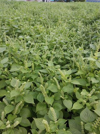 박영선님의 콩 · 자유게시판 작성글 사진