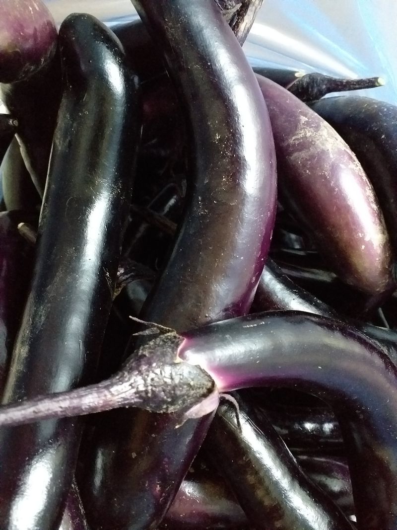 장터 상품 [가지곡과 40개 만원] 썸네일