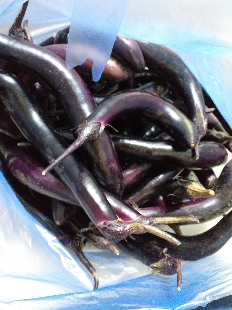 박시내님의 장터 판매 상품 [가지곡과 40개 만원] 첨부 사진