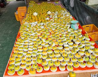 예은이놀이터님의 가을 농사계획 알려주세요🍁 · 참여글 작성글 사진