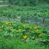 팜모닝 양배추·자유게시판 게시글 이미지