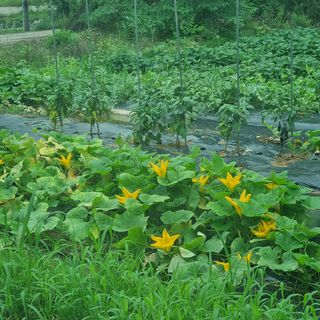 윤내영님의 양배추 · 자유게시판 작성글 사진