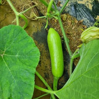 윤내영님의 양배추 · 자유게시판 작성글 사진