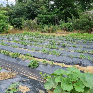 윤내영님의 양배추 · 자유게시판 작성글 사진