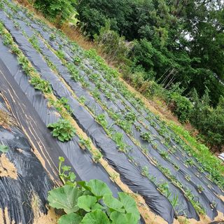 윤내영님의 양배추 · 자유게시판 작성글 사진