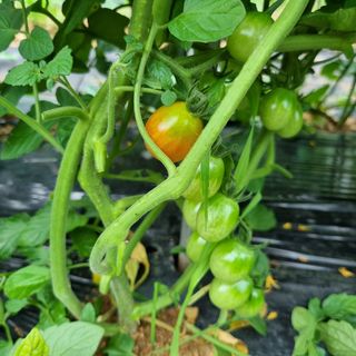 윤내영님의 양배추 · 자유게시판 작성글 사진