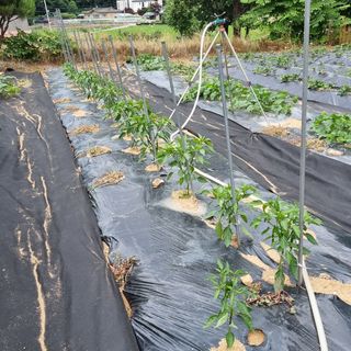윤내영님의 양배추 · 자유게시판 작성글 사진