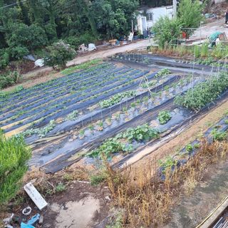 윤내영님의 양배추 · 자유게시판 작성글 사진