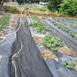 윤내영님의 양배추 · 자유게시판 작성글 사진