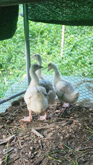 조문기님의 복숭아 · 영농일지 작성글 사진