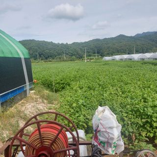 강원도 횡성군님의 들깨 · 자유게시판 작성글 사진