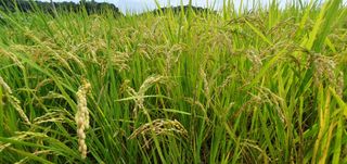 이흥옥님의 벼 · 자유게시판 작성글 사진