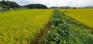 이흥옥님의 벼 · 자유게시판 작성글 사진