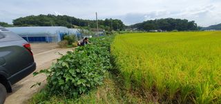 이흥옥님의 벼 · 자유게시판 작성글 사진