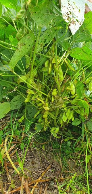 이흥옥님의 벼 · 자유게시판 작성글 사진