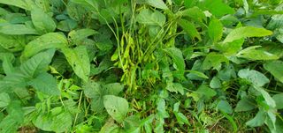 이흥옥님의 벼 · 자유게시판 작성글 사진