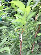 팜모닝 자두·병해충상담 게시글 이미지