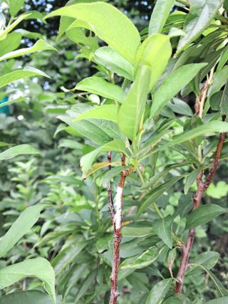 하루돌이님의 자두 · 병해충상담 작성글 사진