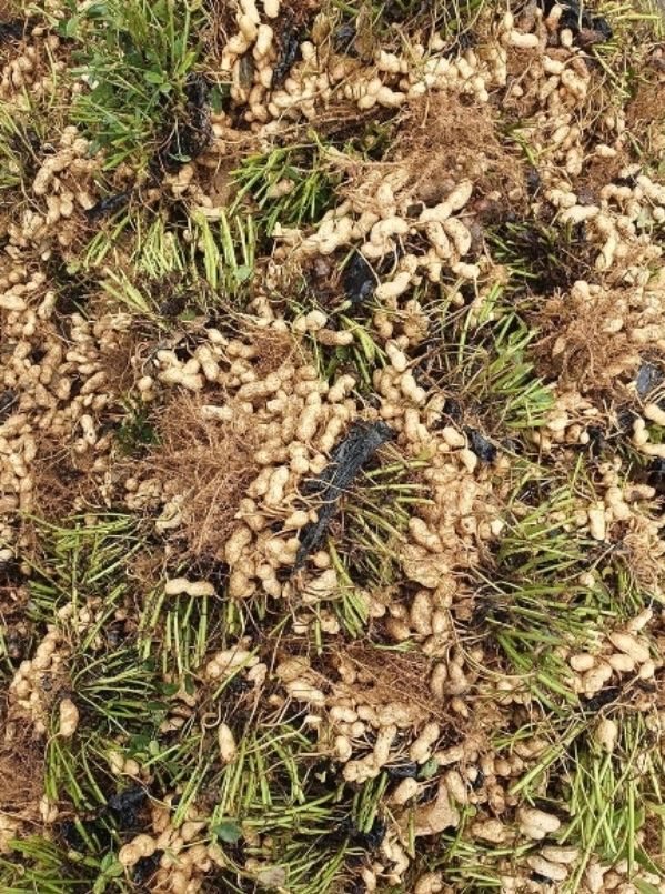 윤희순님의 장터 판매 상품 [피땅콩 1키로, 볶음땅콩 450g] 첨부 사진