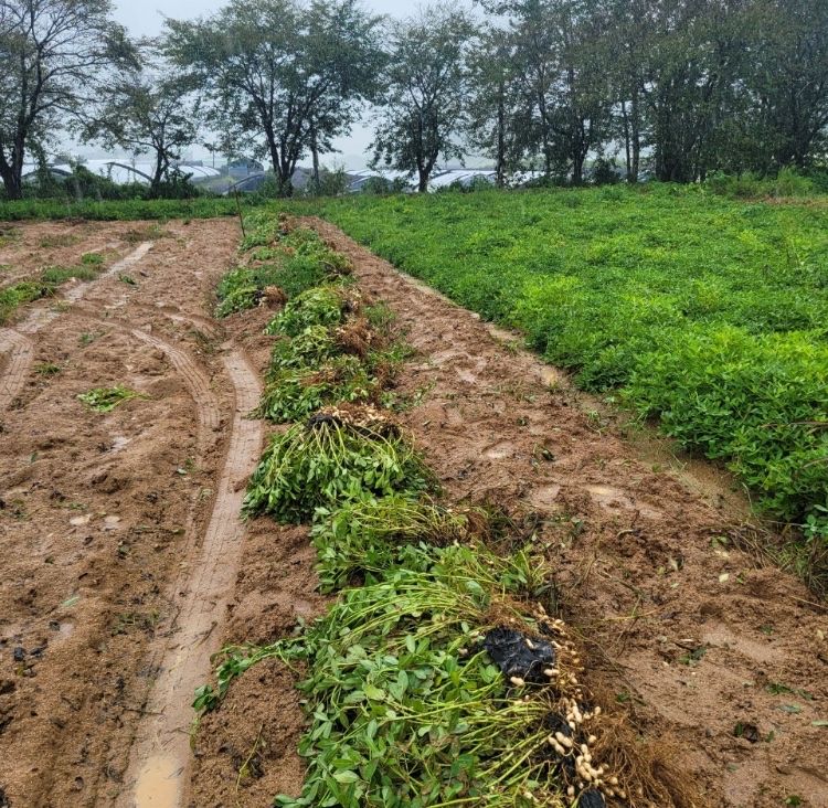 윤희순님의 장터 판매 상품 [피땅콩 1키로, 볶음땅콩 450g] 첨부 사진