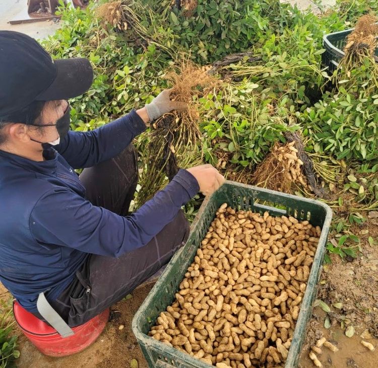 윤희순님의 장터 판매 상품 [피땅콩 1키로, 볶음땅콩 450g] 첨부 사진