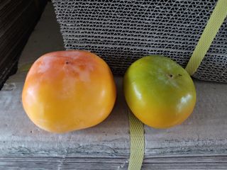 천승준님의 감 · 자유게시판 작성글 사진