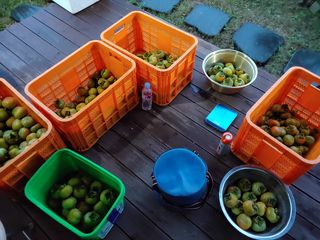 천승준님의 감 · 자유게시판 작성글 사진