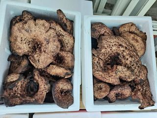 백작약님의 작성글 사진