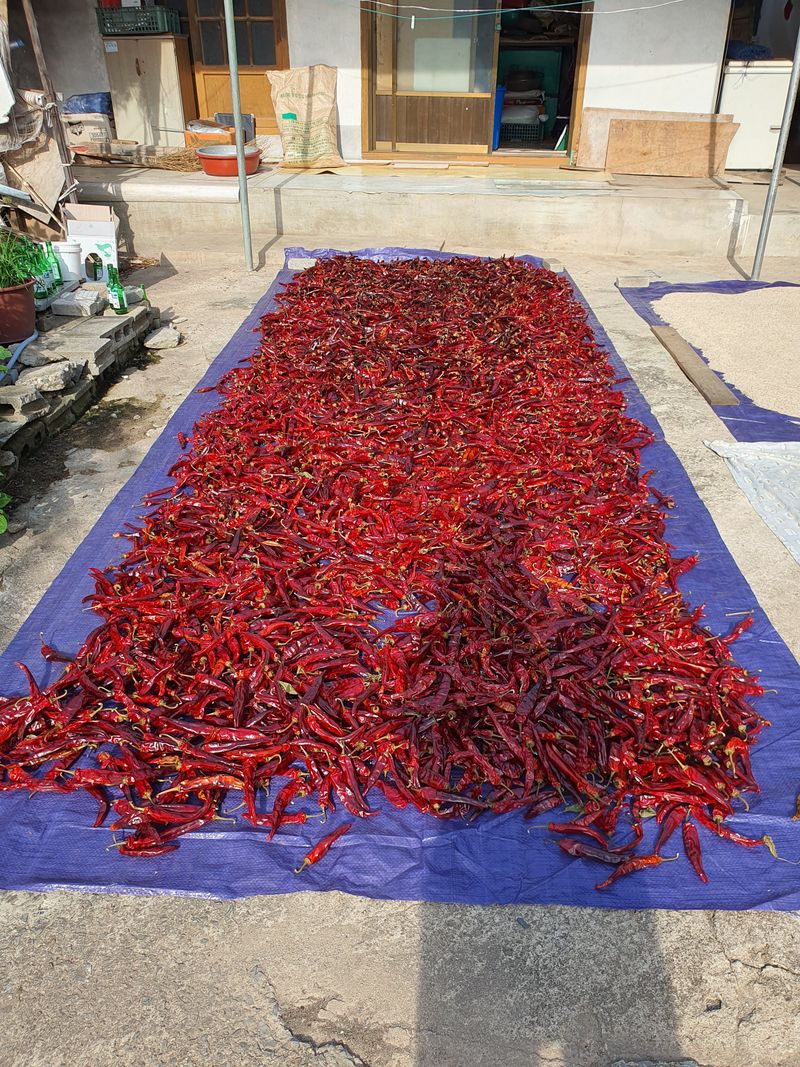 김영복님의 장터 판매 상품 [고추가루] 첨부 사진