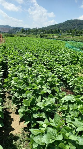 힐링나마시님의 가을 농사계획 알려주세요🍁 · 참여글 작성글 사진