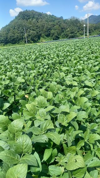 힐링나마시님의 가을 농사계획 알려주세요🍁 · 참여글 작성글 사진