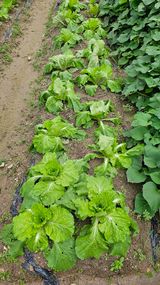 팜모닝 배추·병해충상담 게시글 이미지