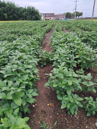 김기한님의 콩 · 자유게시판 작성글 사진