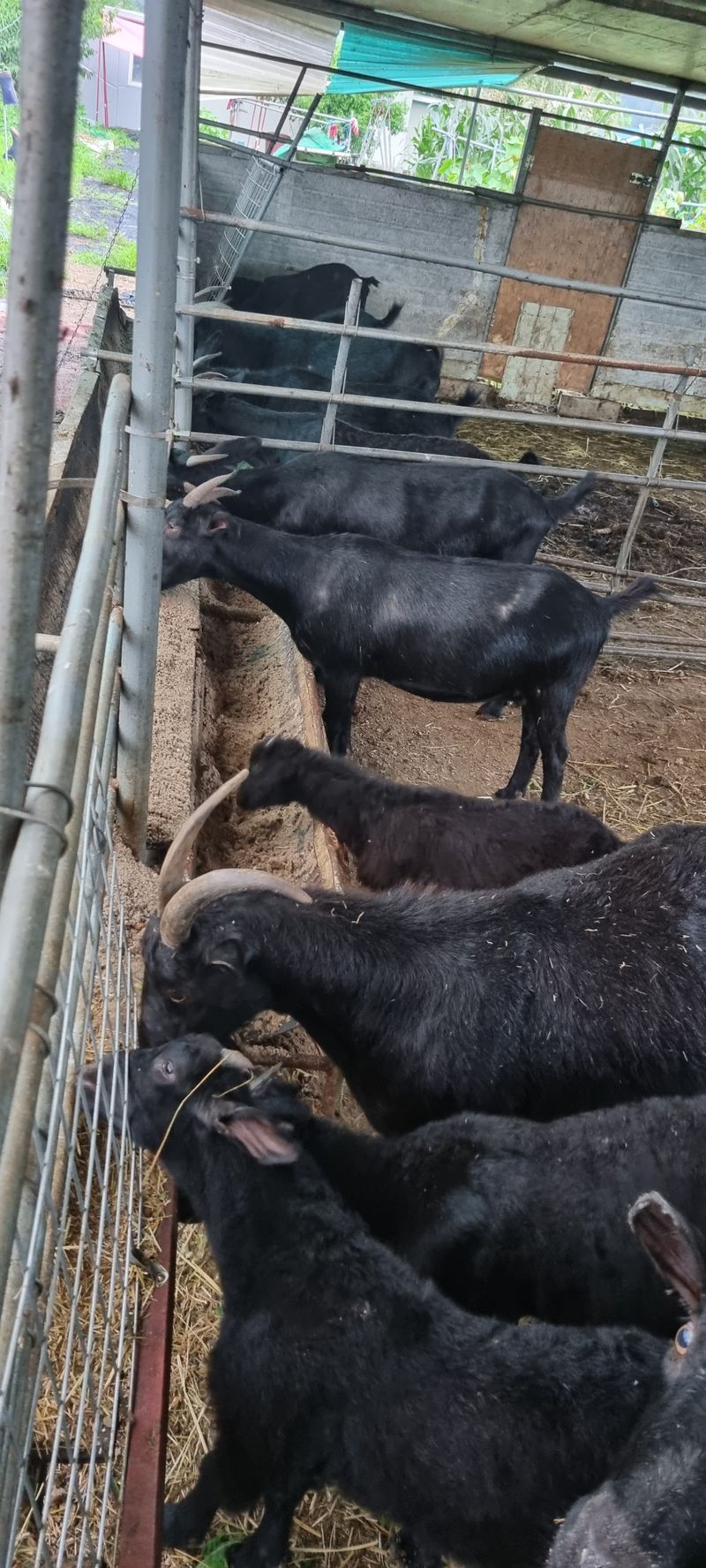 장터 상품 [토종 흑염소 엑기스] 썸네일