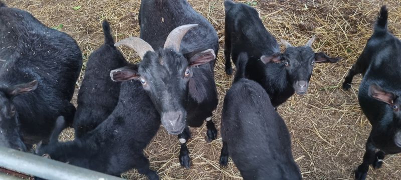 홍문표님의 장터 판매 상품 [토종 흑염소 엑기스] 첨부 사진