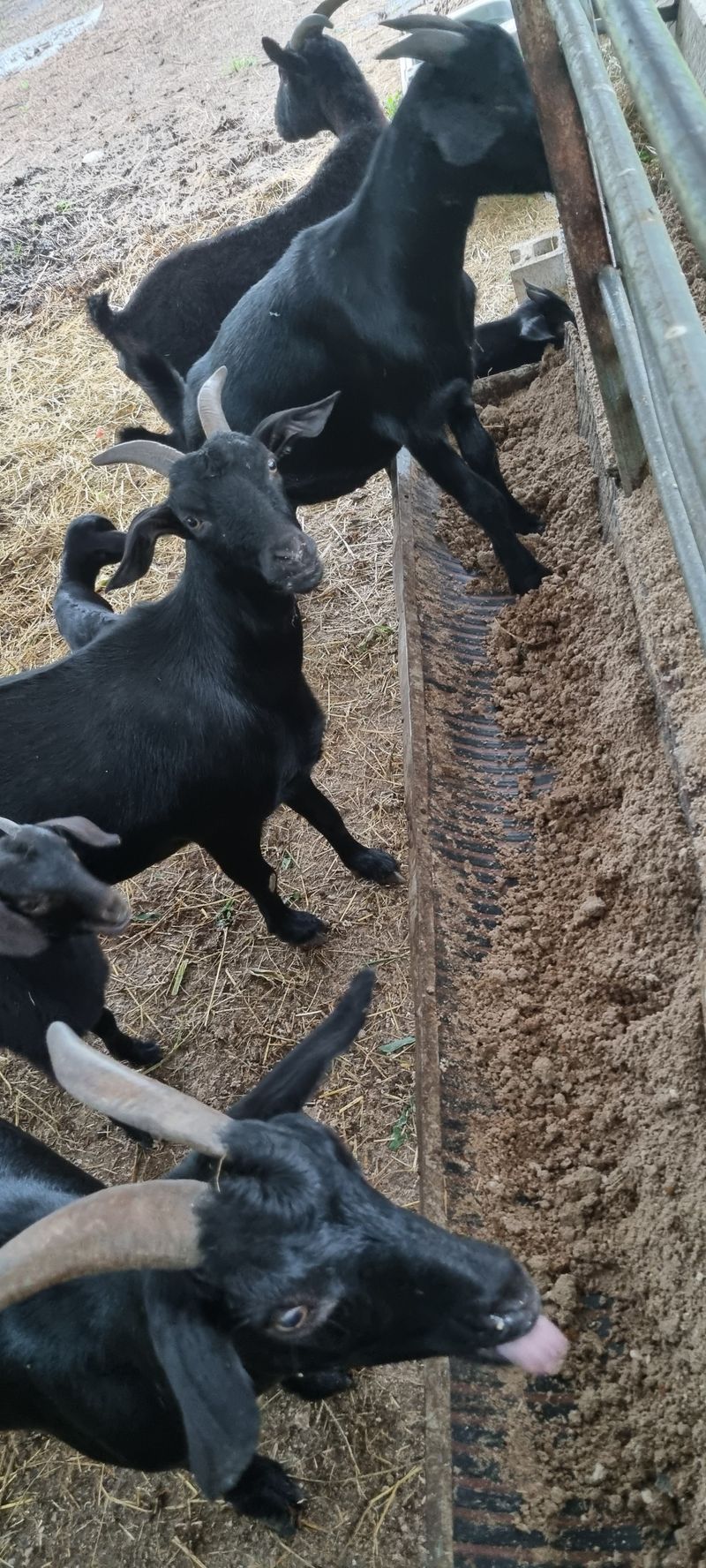 홍문표님의 장터 판매 상품 [토종 흑염소 엑기스] 첨부 사진