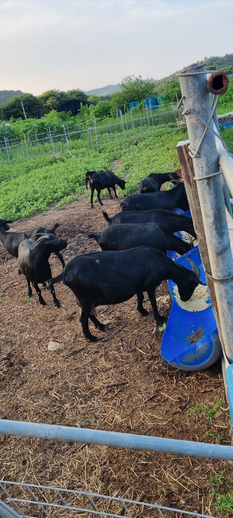 홍문표님의 장터 판매 상품 [토종 흑염소 엑기스] 첨부 사진