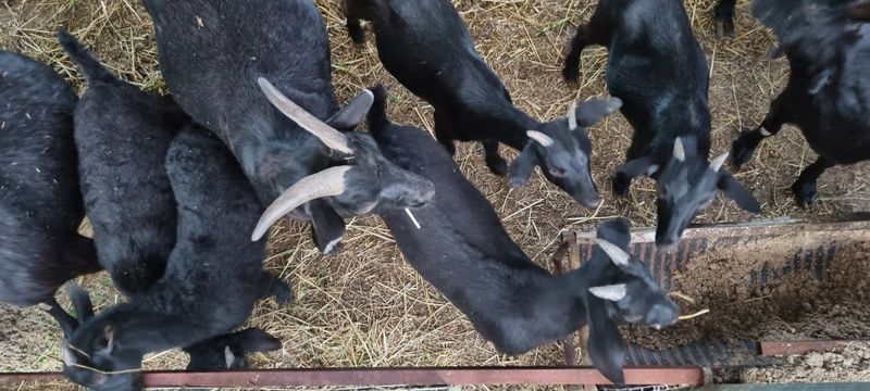 홍문표님의 장터 판매 상품 [토종 흑염소 엑기스] 첨부 사진