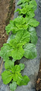 팜모닝 배추·일상 게시글 이미지